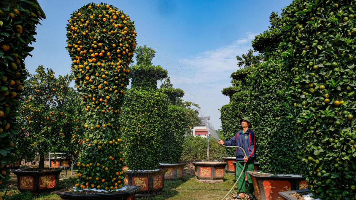 World Cup trophy shaped bonsai trees go on sale